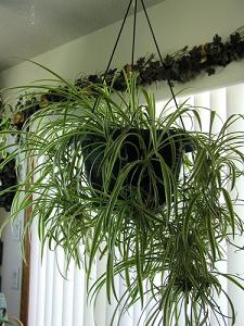spider plant-air-purifying plants, Milford, Brook Farm MA